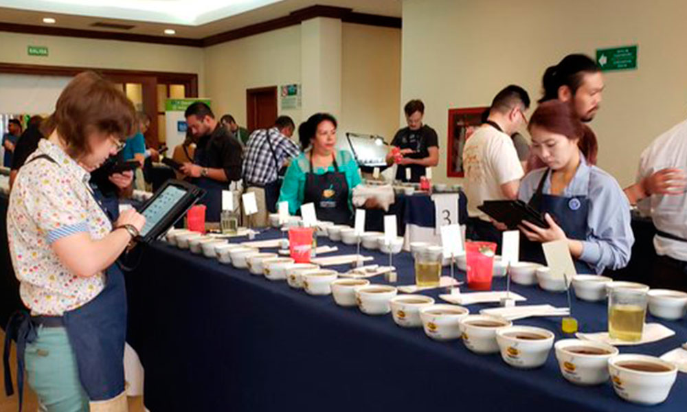 Jurado internacional evalúa 34 muestras de café 